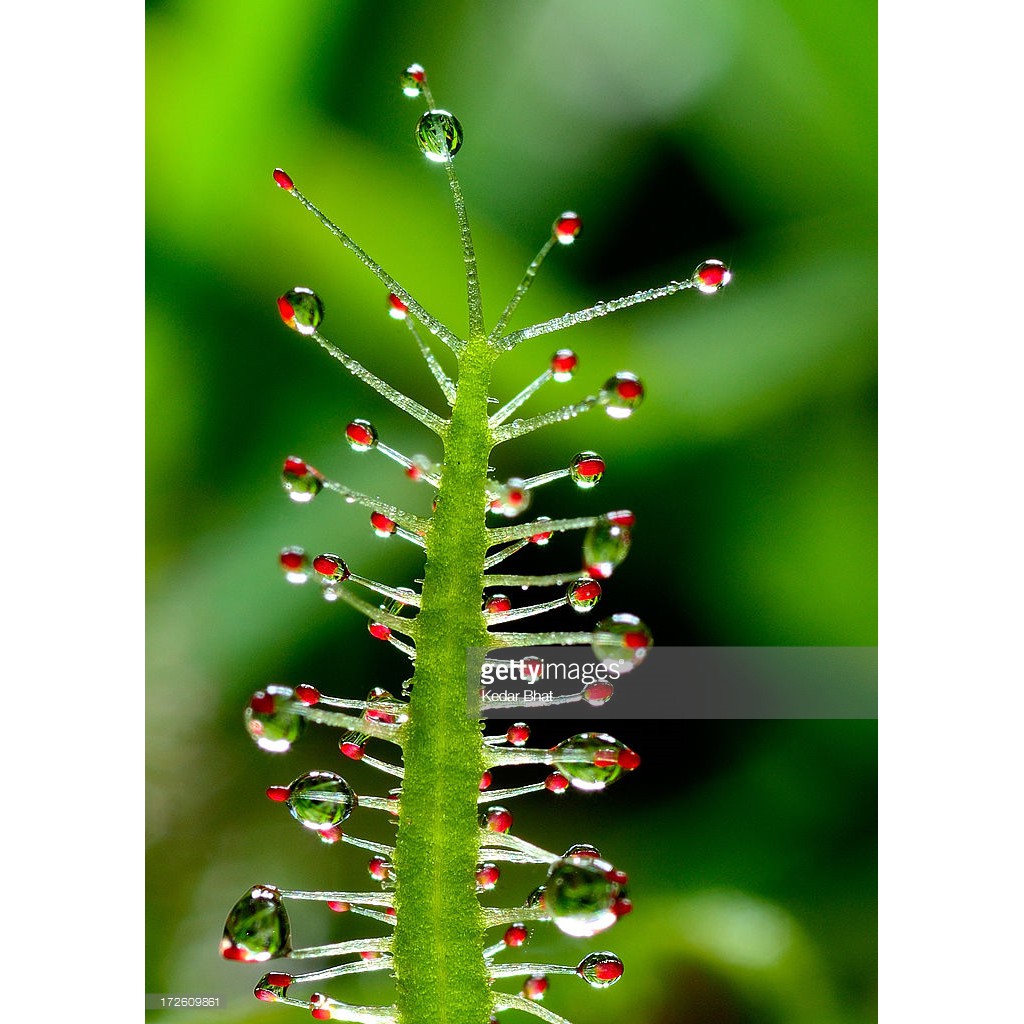 30 Hạt Giống Cây Drosera Indica Green, Cây bắt muỗi, Cây Bẫy keo, cây ăn thịt, cây gọng vó