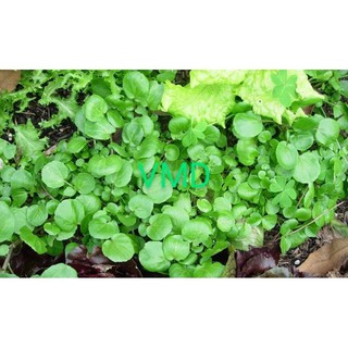 Hạt giống Xà Lách Xoong