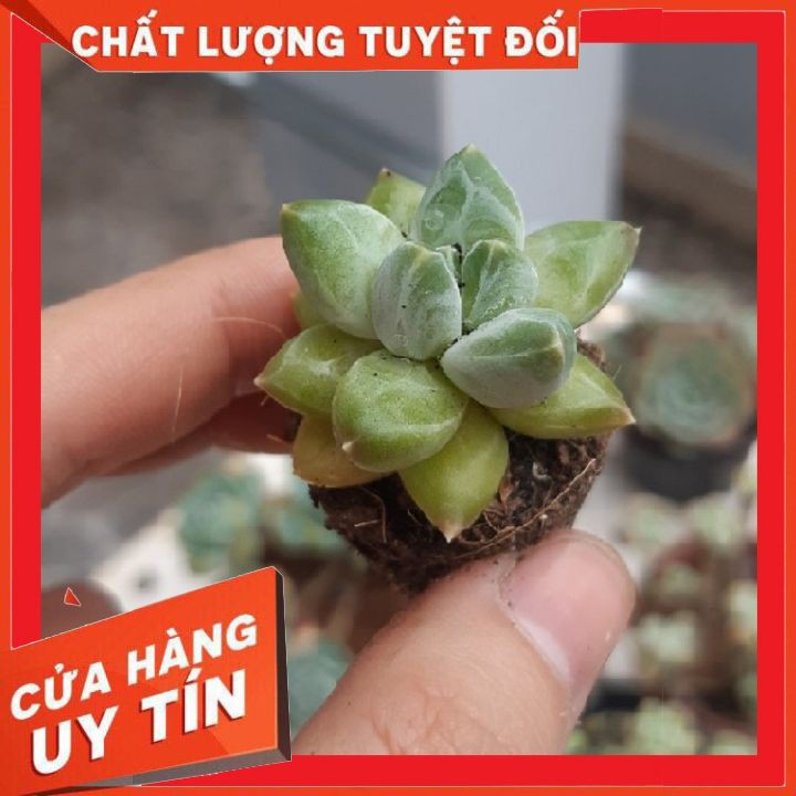 Sen đá kim cương size vỉ (mini) ❌ FREE SHIP ❌ xuất xứ Đà Lạt, đã thuần khí hậu