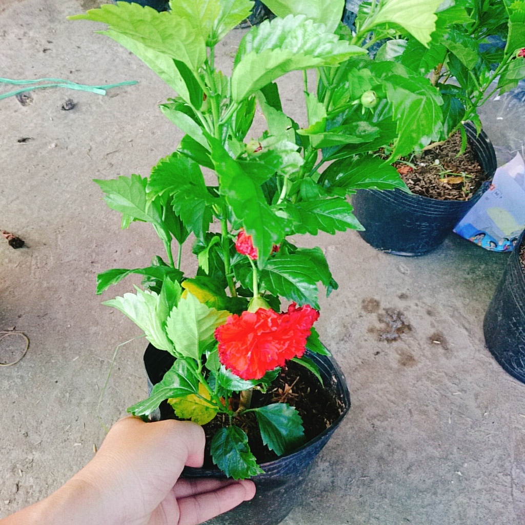 Cây Hoa Dâm Bụt cánh kép  - cây cảnh trong nhà