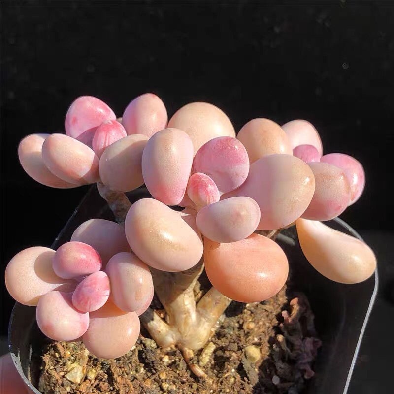 Hạt giống sen đá Trứng Phô mai Hiếm Thích hợp cho người mới trồng Tỷ lệ nảy mầm 90% 50h