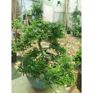 linh sam bonsai mini TẶNG CHẬU
