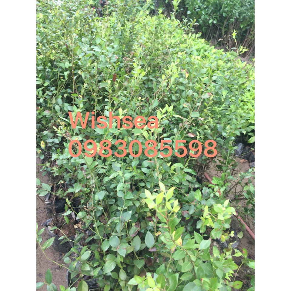 Cây việt quất