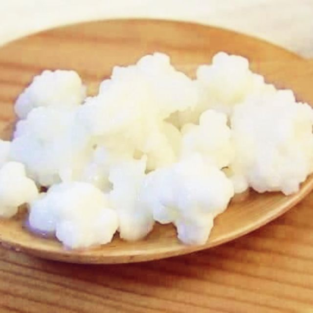 Nấm Kefir/nấm tây tạng làm sữa chua