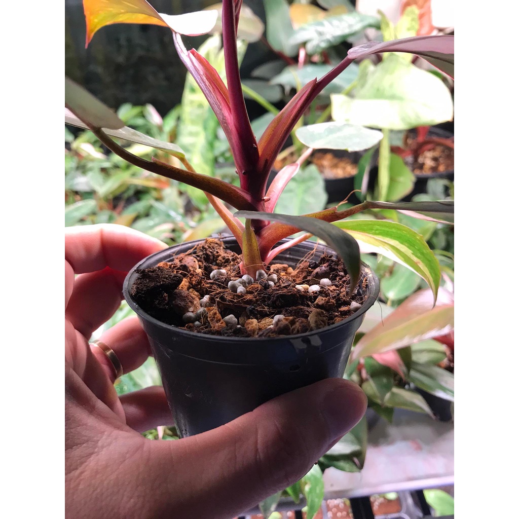 Giá Thể Trồng Cây Mô Kiểng Lá - Đất Trồng Cây Trộn Sẵn Cho Dòng Anthurium, Monstera, Philodendron dinh dưỡng và tơi xốp