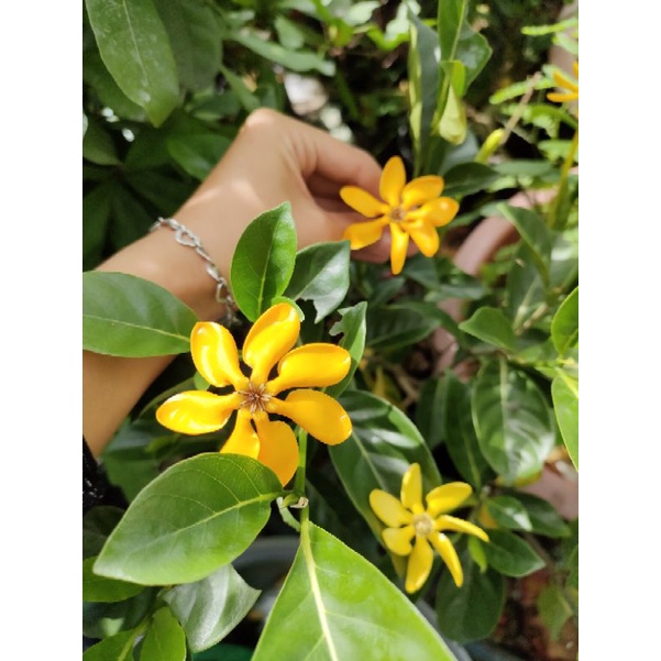Cây lài hoàng đế