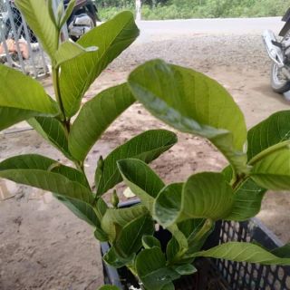 Cây giống ổi găng đông dư