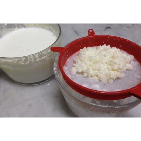 Nấm sữa Kefir (Nấm Tây Tạng) - BẢO ĐẢM NẤM ĐẾN TAY KHÁCH HÀNG