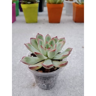 Sen đá viền đỏ size vỉ