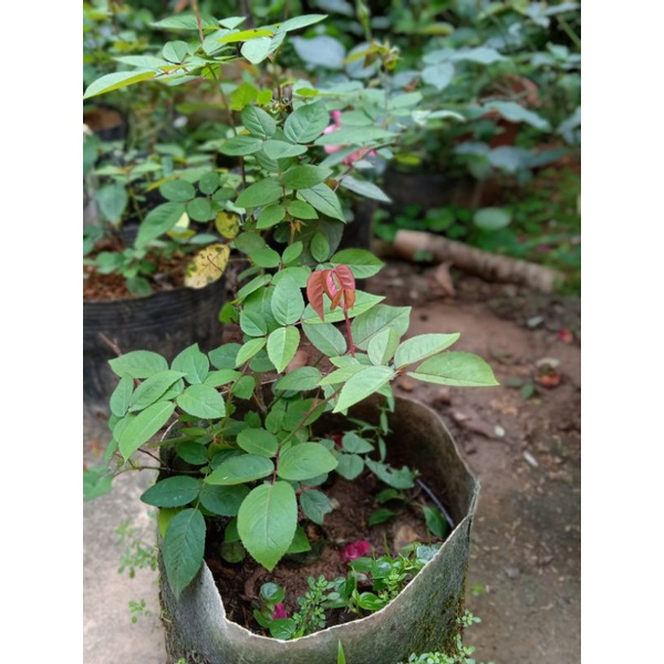Hoa hồng cổ quý hiếm hoàng vân khôi cây đã có hoa bói cao 45-50cm