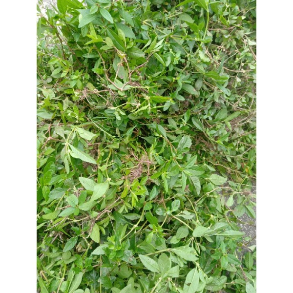 1KG Cây Rau Dệu Khô