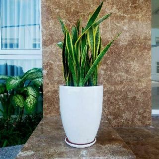 Cây lưỡi hổ 3 cây 1 chậu