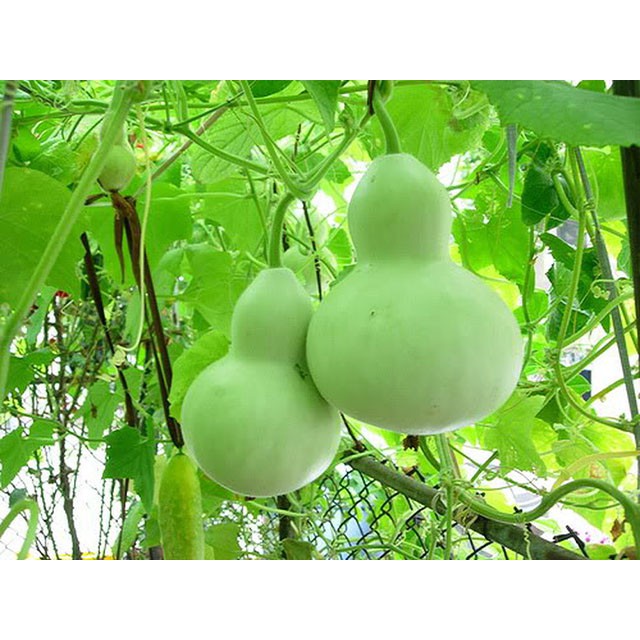 Hạt Giống Bầu Hồ Lô - Phú Nông Seeds