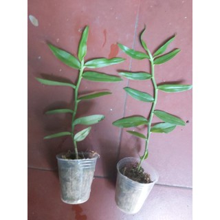 phi điệp 5ct họng hồng