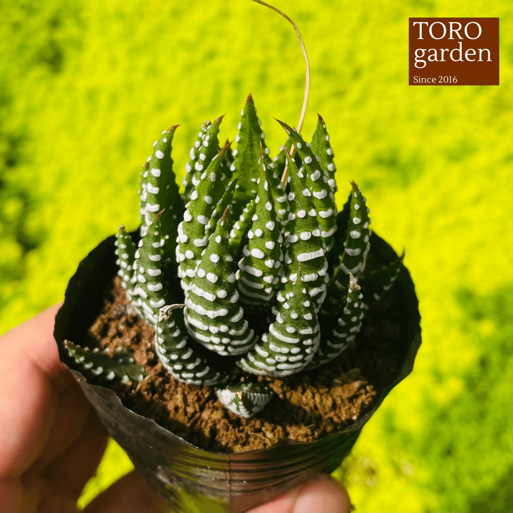 Sen đá móng rồng Đà Lạt size bé cây cảnh trang trí nhà cửa Toro garden