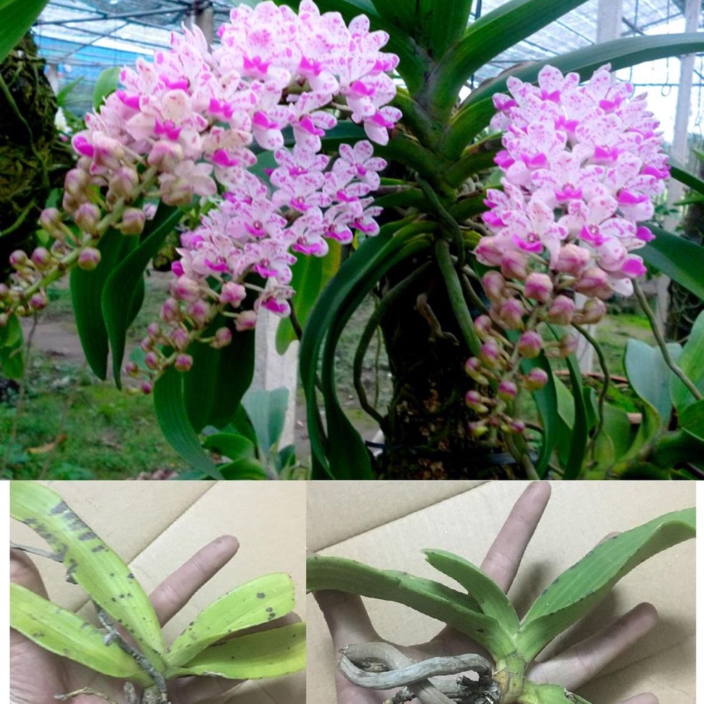 Hoa lan Đai Châu - Nghinh Xuân - Ngọc Điểm giống hoa lan rừng khỏe đẹp đã ghép thuần chậu