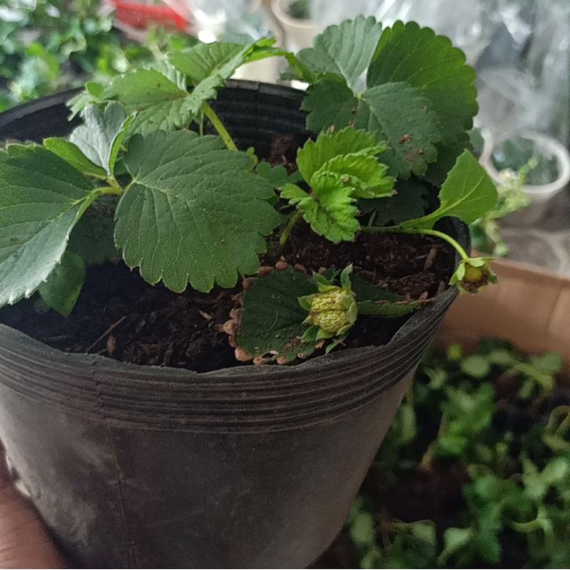 | Set Combo 2 bầu | Cây Dâu Tây Giống Chịu Nhiệt 🍓 Bầu Ổn Định Rể 🍓 Gần Cho Quả