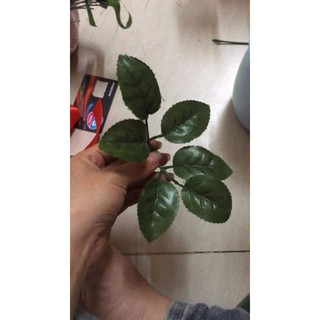 1 lạng lá hồng kép 25k