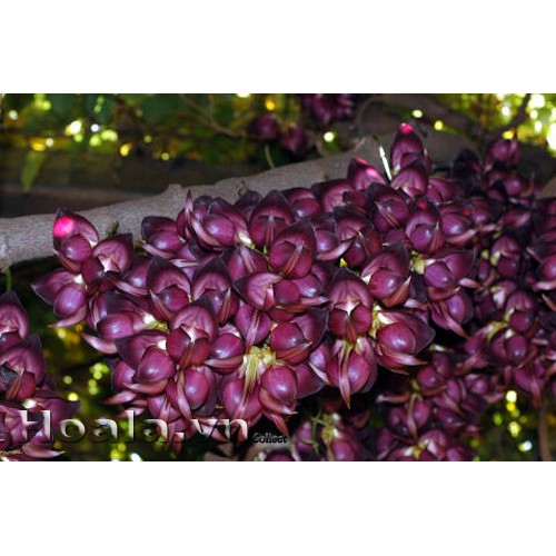 Hoa leo Huyết long 5 hạt