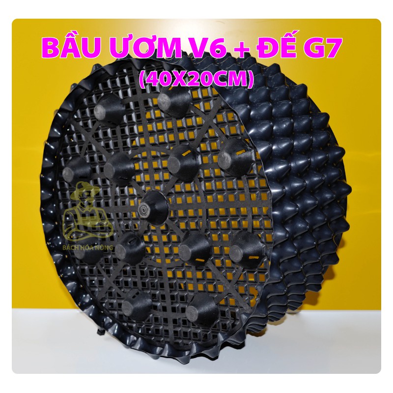 BẦU ƯƠM V6 + ĐẾ G7   - combo kèm đinh ốc
