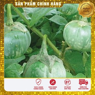 Hạt Giống Cà Bát Ta Da Ếch(2gr)
