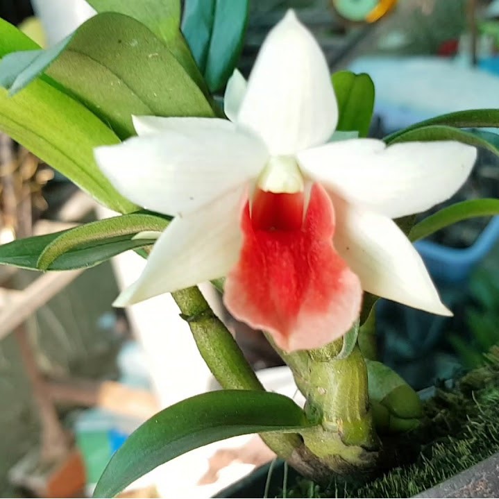 Phong Lan Damari , cây trưởng thành, cho hoa quanh năm