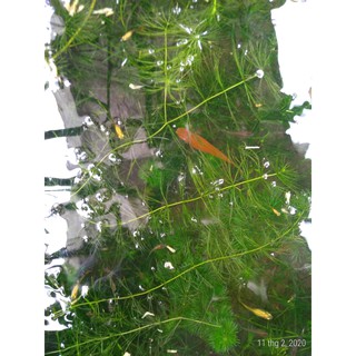 Rong đuôi chồn - Cây thủy sinh (1 bó 10 nhánh)