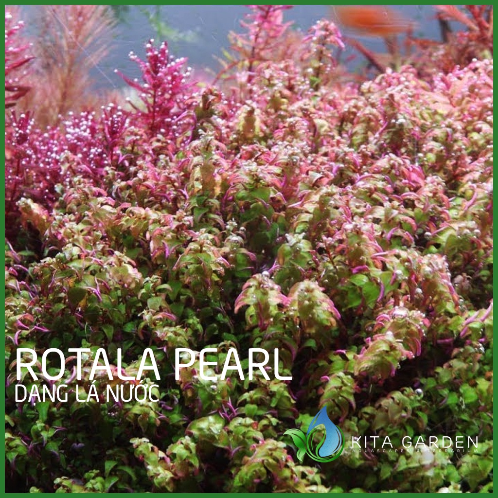 Cây thủy sinh vẩy ốc ngọc trai - Rotala pearl - Dễ Trồng - Cây Dạng Cạn
