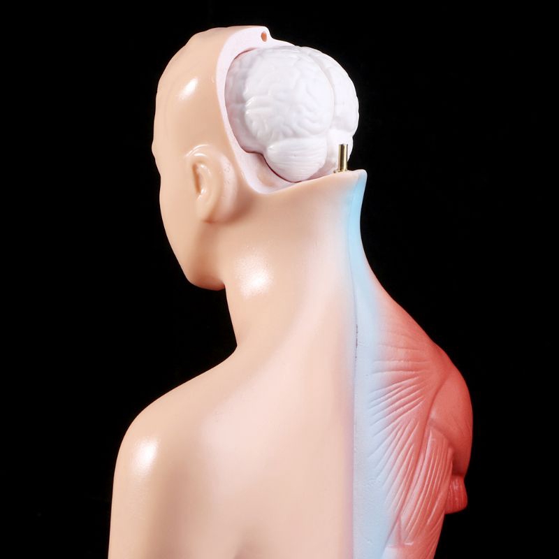 Mô hình cơ thể người phần thân kèm nội tạng cho dạy học