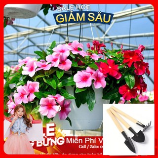 Hạt Giống Hoa Dừa Cạn Rủ Mix - 30 Hạt / Gói - Tặng Kèm Bộ Dụng Cụ Trồng Cây Mini