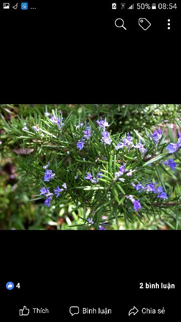 Cây hương thảo(Rosemary)