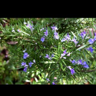 Cây hương thảo(Rosemary)