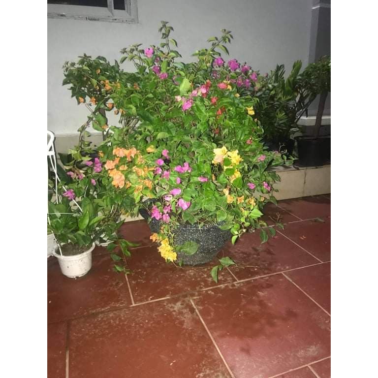 HOA GIẤY NGŨ SẮC ĐẶC BIỆT - CÂY GIÔNG  CÓ BẦU ĐẤT NHIỀU RỄ - MẦM KHỎE