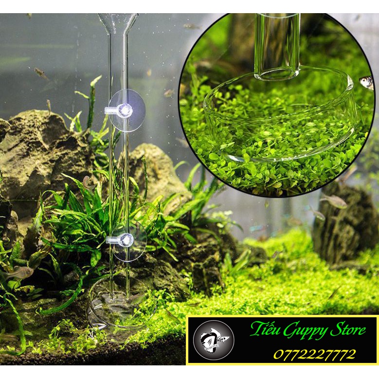 Bộ Ống Chén Thủy Tinh Cho Tép Ăn - Có 3 Kích Thước 25cm - 30cm - 35cm