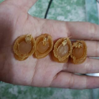[FREESHIP 99K TOÀN QUỐC]Bào Ngư trân châu HK