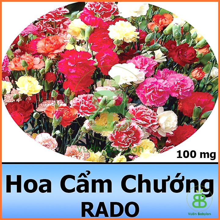 Hạt Giống Hoa Cẩm Chướng Kép Mix (Nhiều Màu) 0,1G