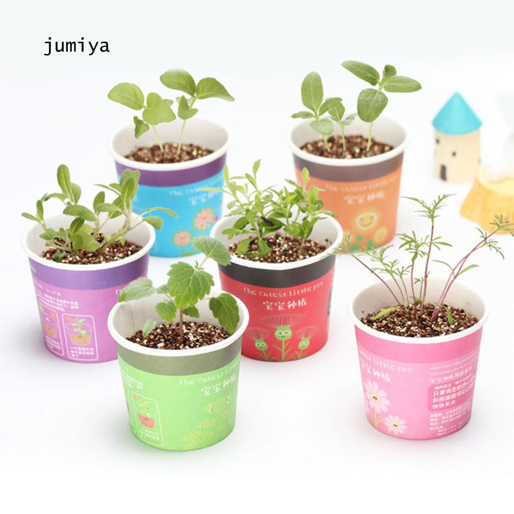 Chậu cây bonsai mini trang trí