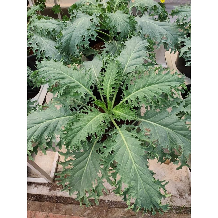 Combo 125 hạt cải kale mix 4 loại ngon nhất - tỷ lệ nảy mầm 90%