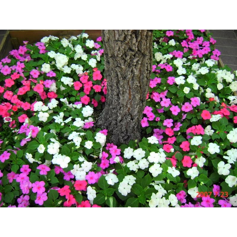 Hạt giống hoa Ngọc thảo đơn mix