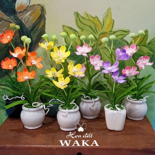 Hoa Đất Sét Mini- Lan Mokara 12cm