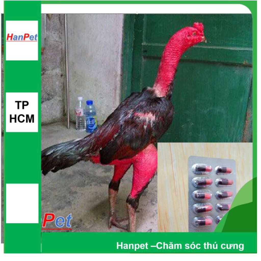 HN- (Combo 1 hộp 12 vỉ, mỗi vỉ 10 viên) kích thích mọc lông gà, ra lông gà chọi, cứng lông gà