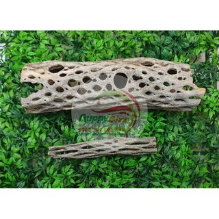 Lũa Cholla Cactus cho hồ cá thủy sinh
