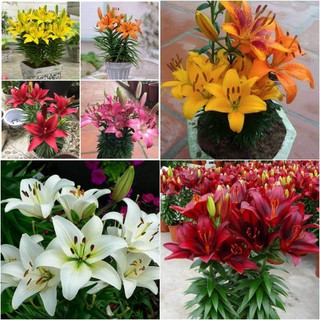 100 củ giống hoa ly lùn thơm đủ màu