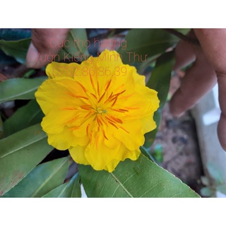 Mai cúc thọ hương mini