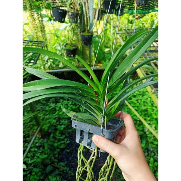 Lan Giáng hương Samurai Neo trắng hoa thơm