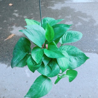 Trầu bà thái treo