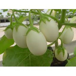[HOT] Hạt giống Cà Pháo Trứng Trắng Ngon - 50 hạt