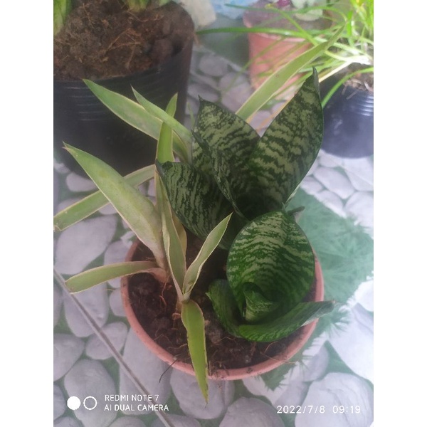 Cây lưỡi hổ xanh - Cây lưỡi mèo có bầu đất