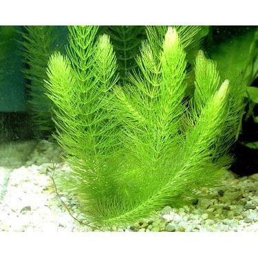 Rong đuôi chồn -rong thủy sinh không co2 20k/ 10 ngọn