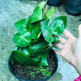 CÂY THẰN LẰN LEO TƯỜNG